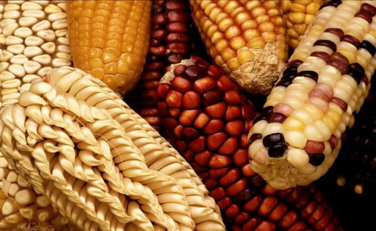 As vertentes dos alimentos transgênicos